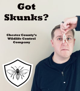 Skunk Removal Chester County
