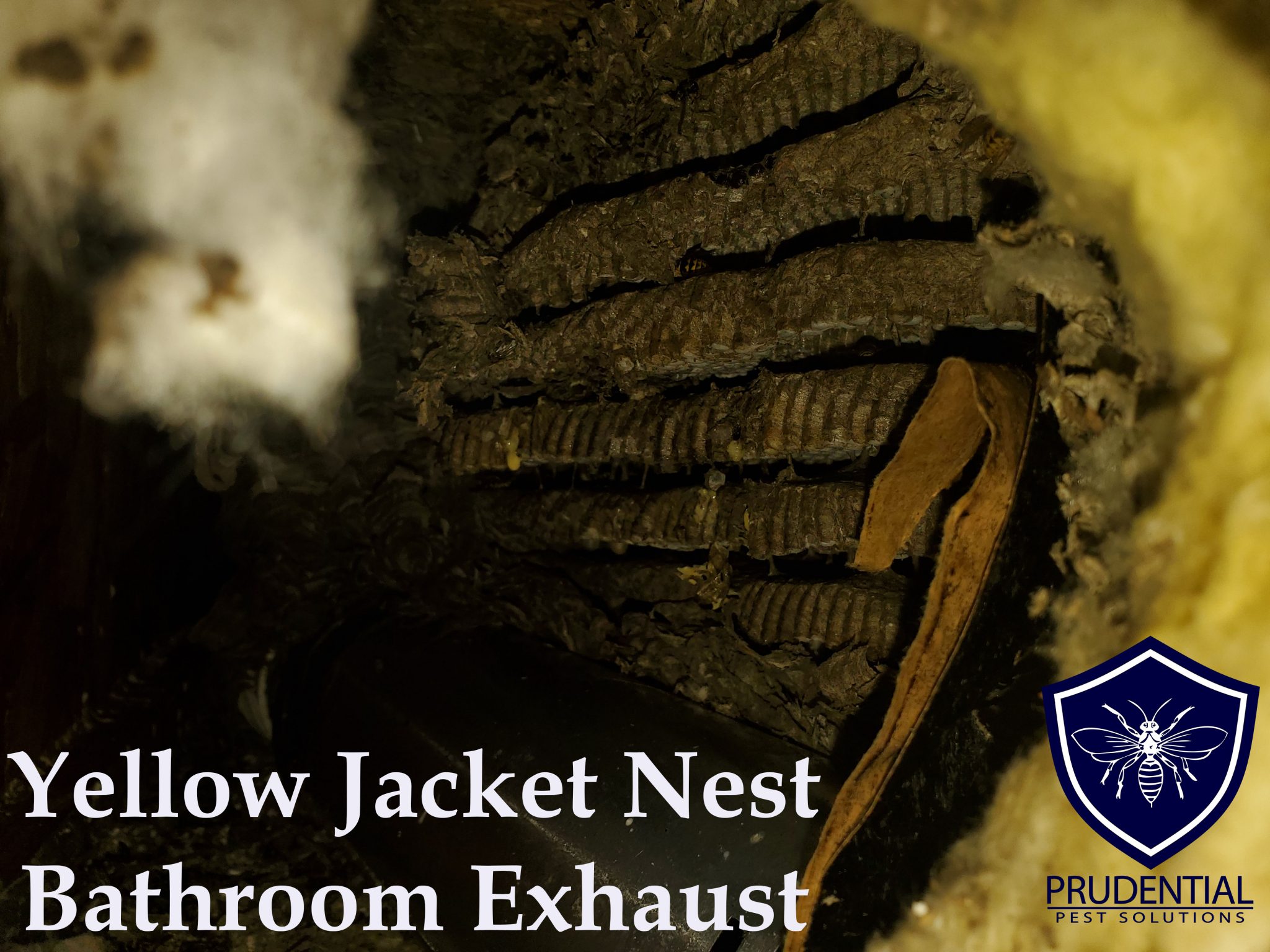 Yellow Jacket Nest In Bathroom Exhaust Prudential Pest Solutions