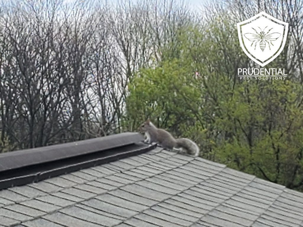 squirrel on roof