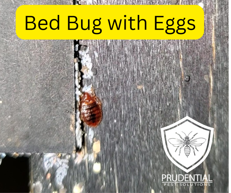 How To PREVENT Bringing Home Bed Bugs From Vacation Prudential Pest