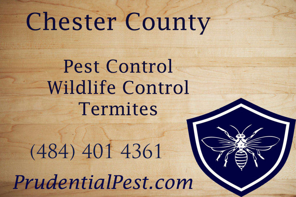 Chester County Pest Control