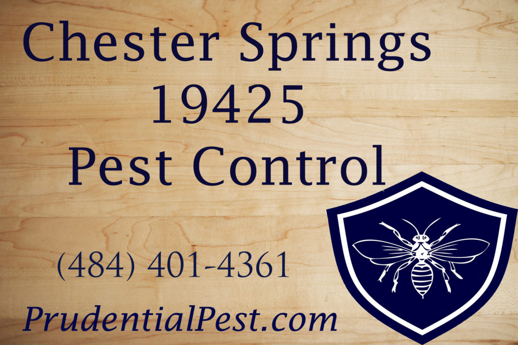 Chester Springs Pest Control - Prudential Pest Solutions