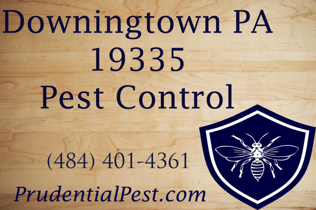 Downingtown PA Pest Control