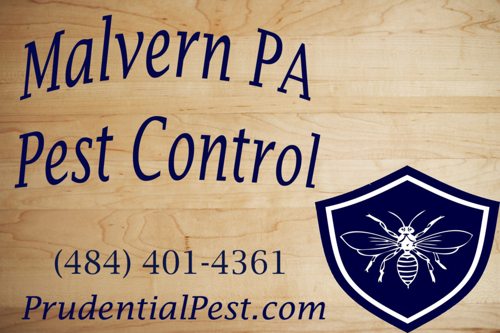 Malvern PA Pest Control