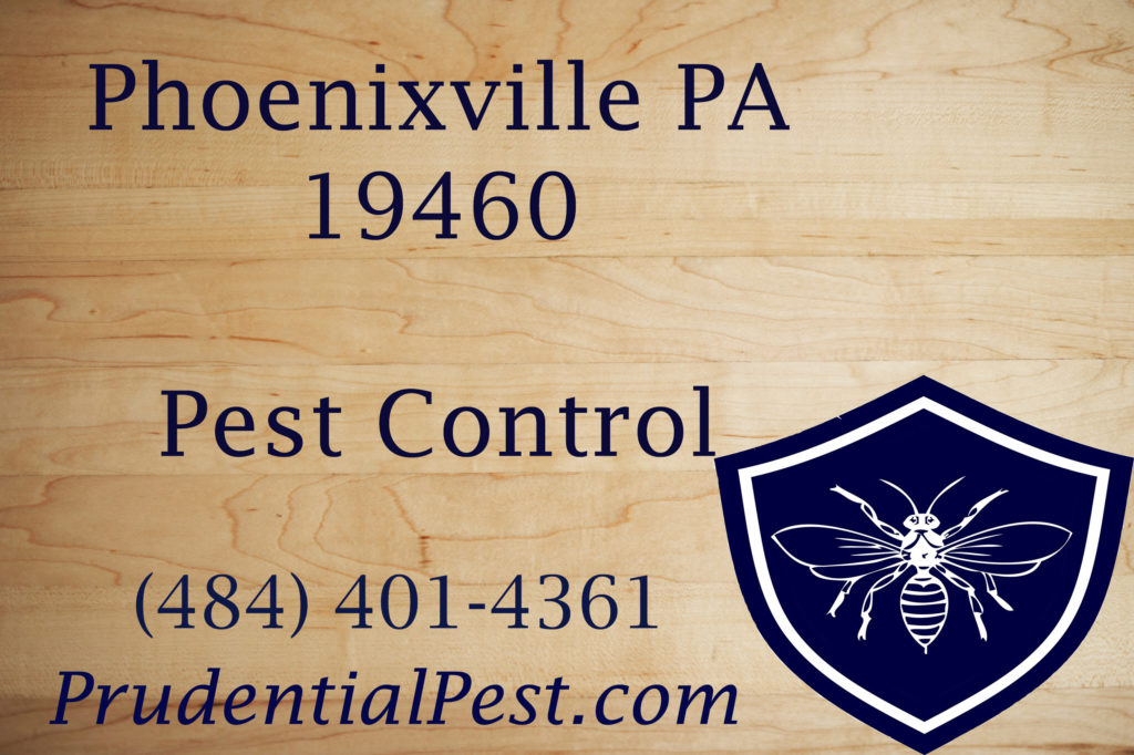 Phoenixville PA Pest Control