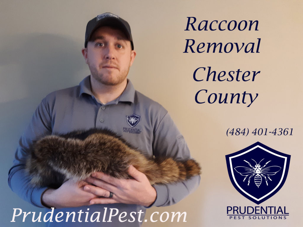 Raccoon Removal Chester County