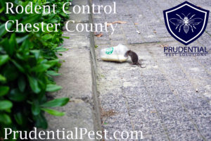 Rodent Control Chester County