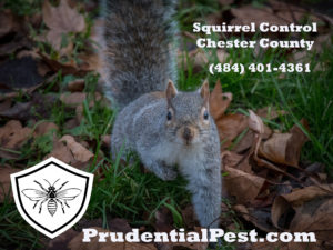 Squirrel Control Chester County