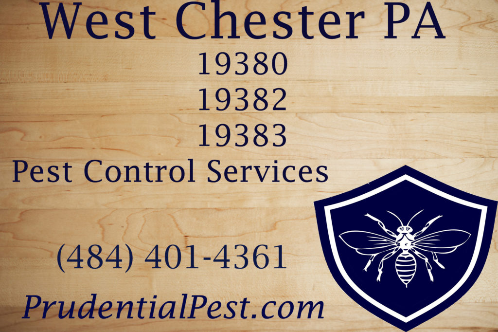 West Chester Pest Control - Prudential Pest Solutions