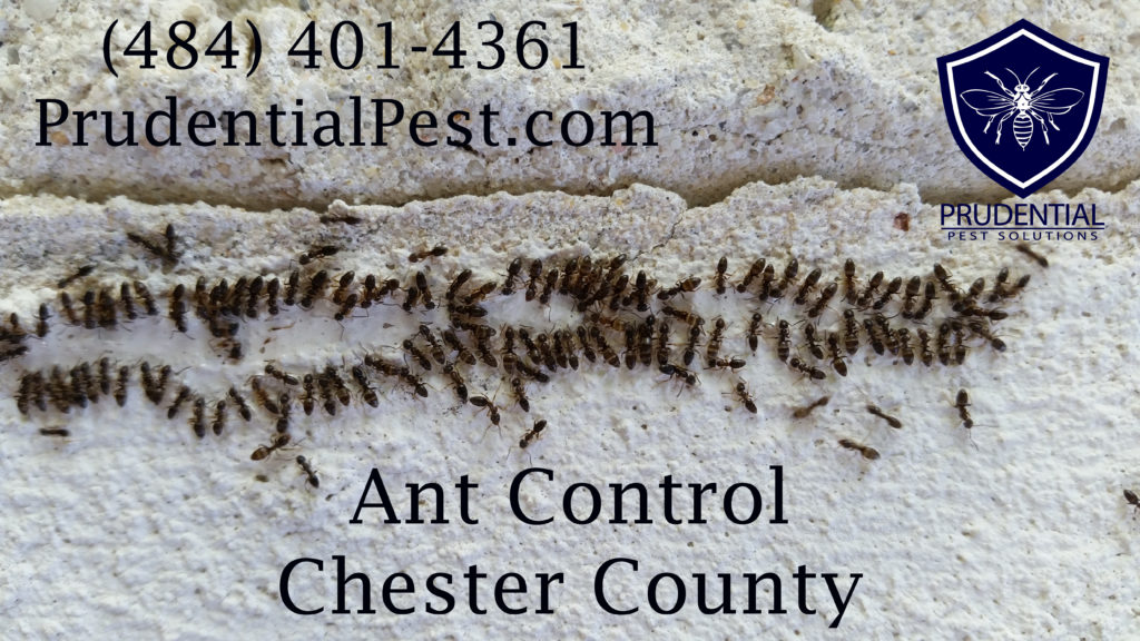 Ant Control Chester County