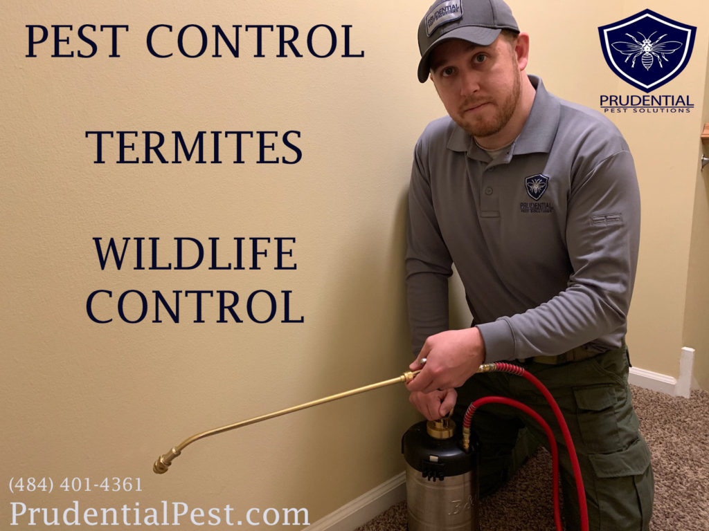 Termite Control Chester County