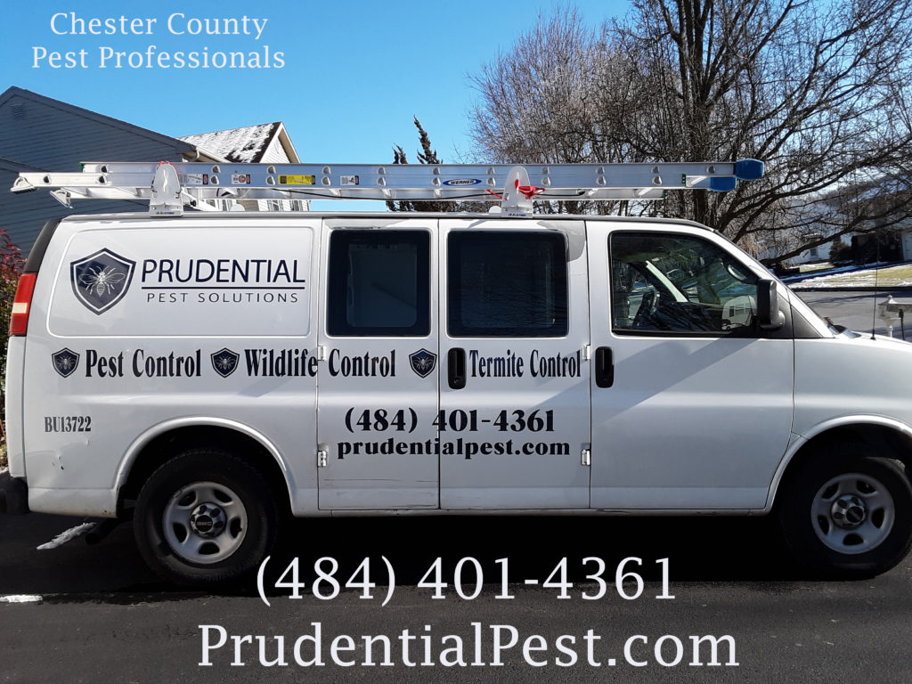 Termite Control West Chester