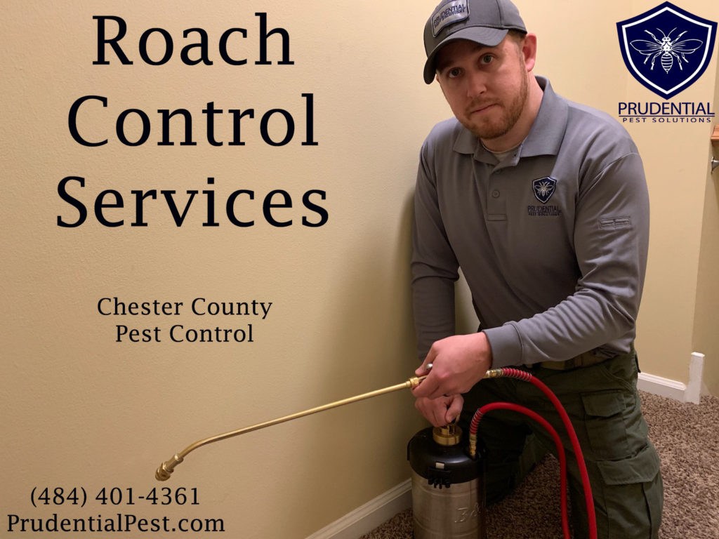 Roach Control Chester County