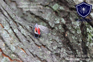 Spotted Lanternfly Treatments Chester County