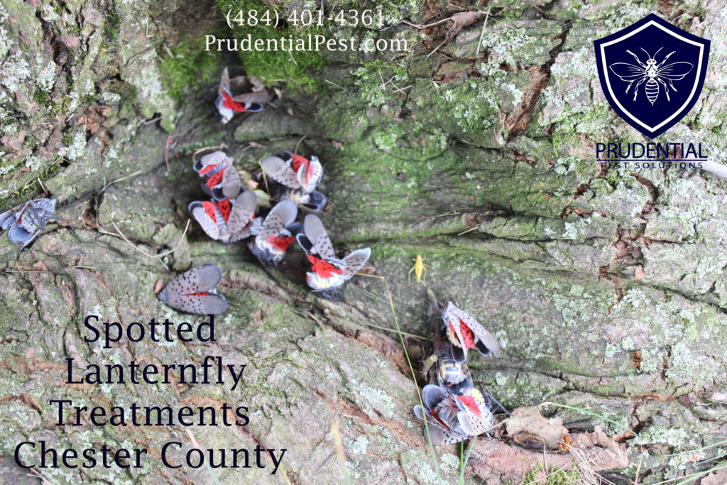 spotted lantern fly insecticide