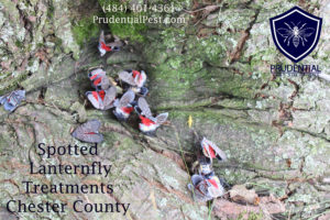 Spotted Lanternfly Treatments Chester County