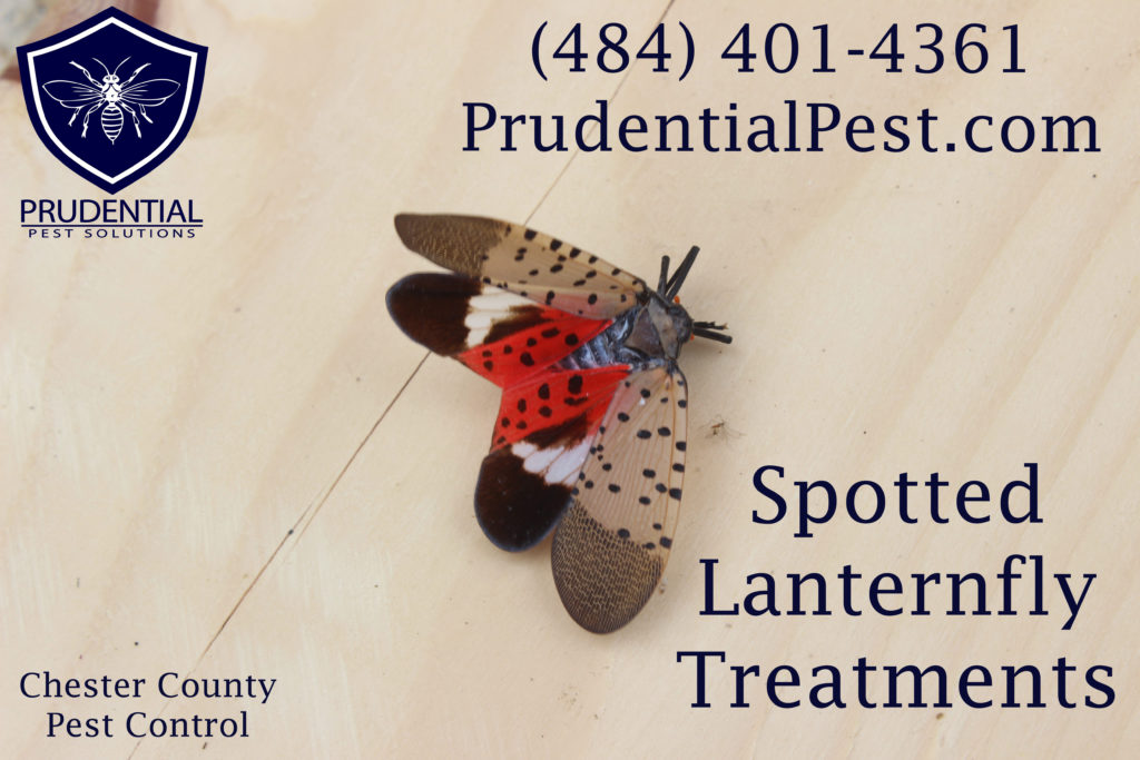 Spotted Lanternfly Treatments