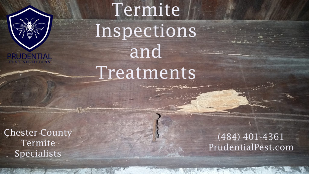Termite Treatments Chester County