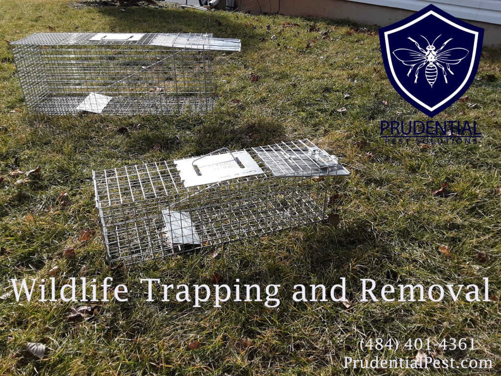 Groundhog Trapping and Removal