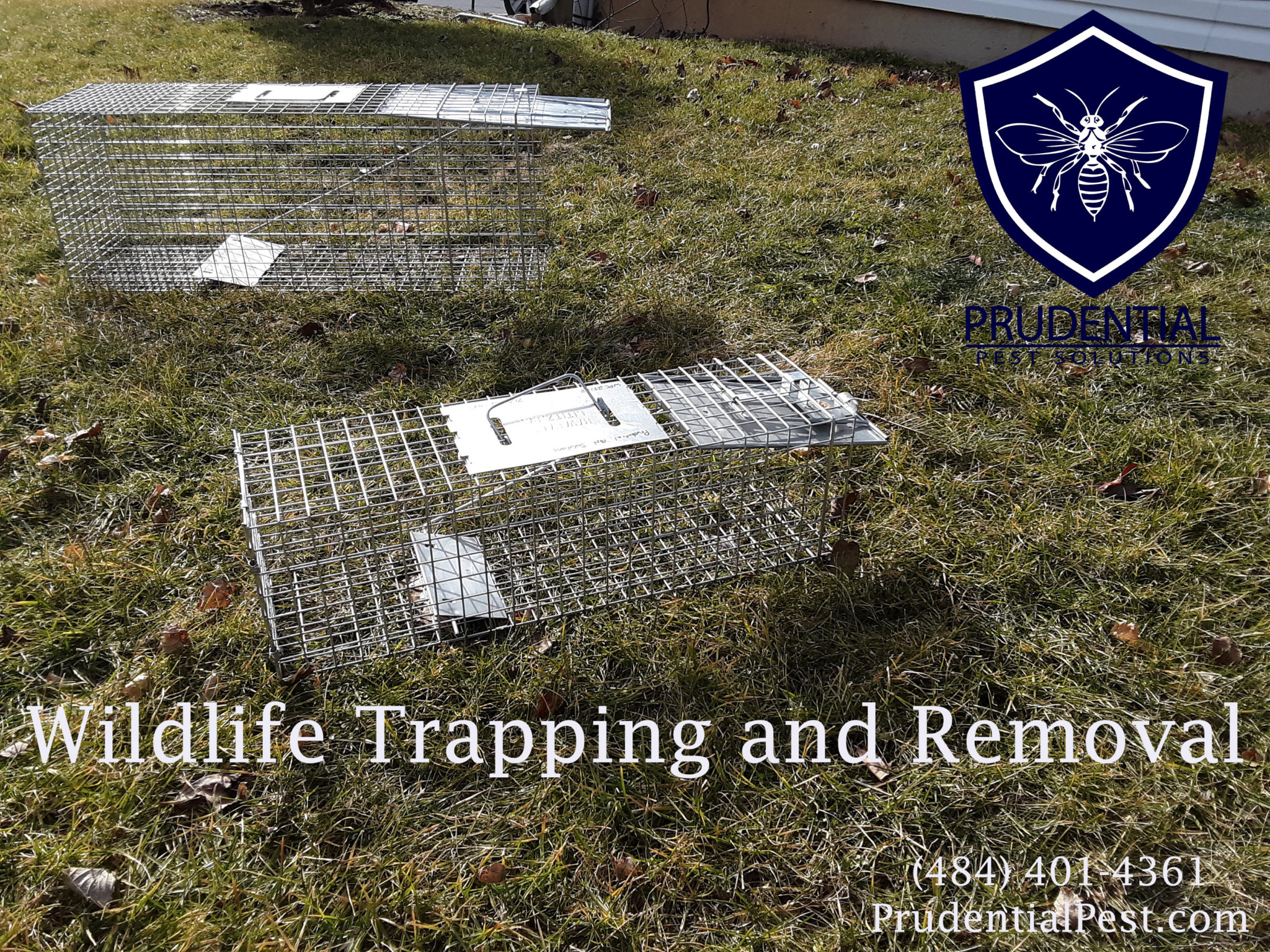Wildlife Trapping