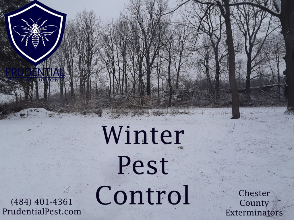 Winter Wildlife Control