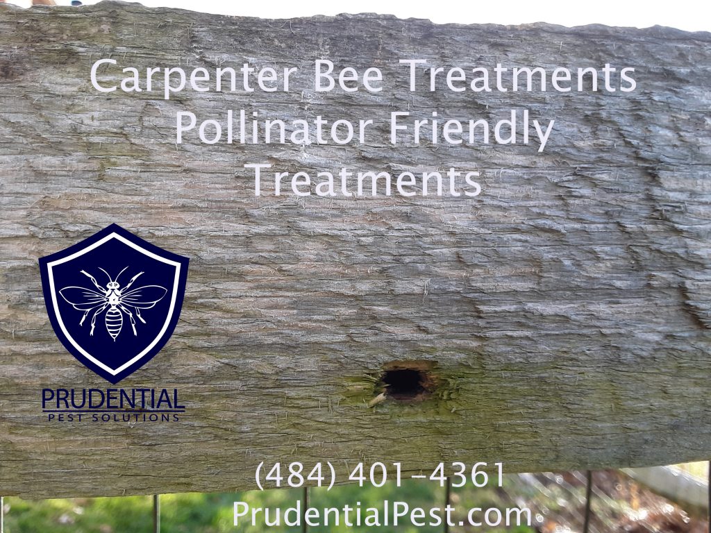 Carpenter Bee Treatments and Prevention