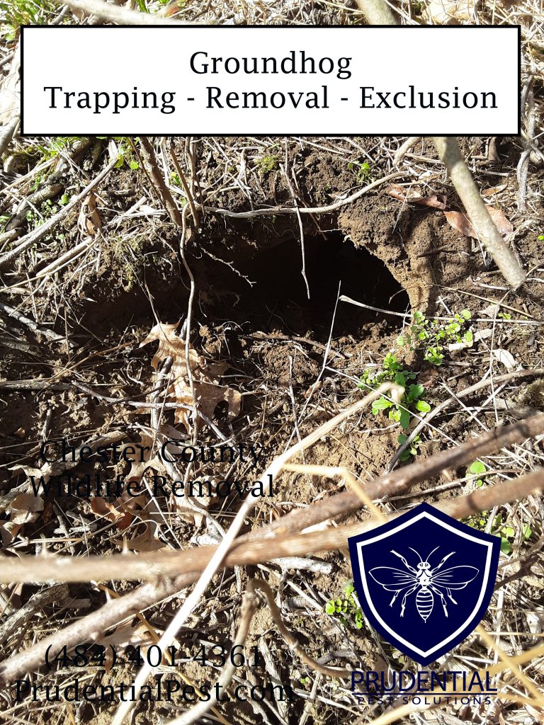 Groundhog Trapping and Removal Services