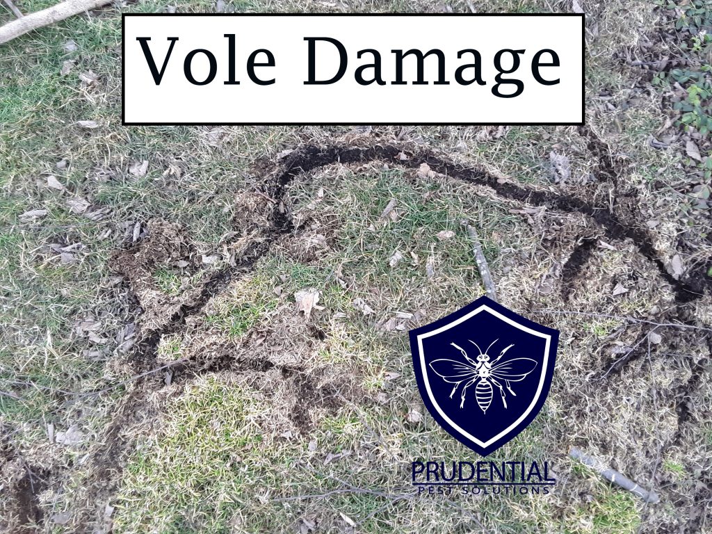 Vole Lawn Damage