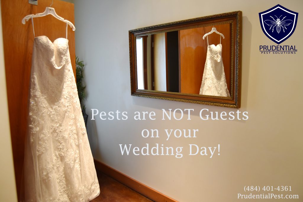 Wedding Pest Control