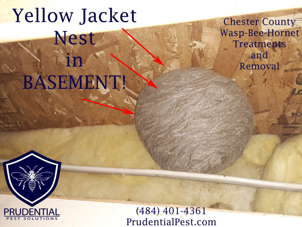 Yellow Jacket Nest Removal