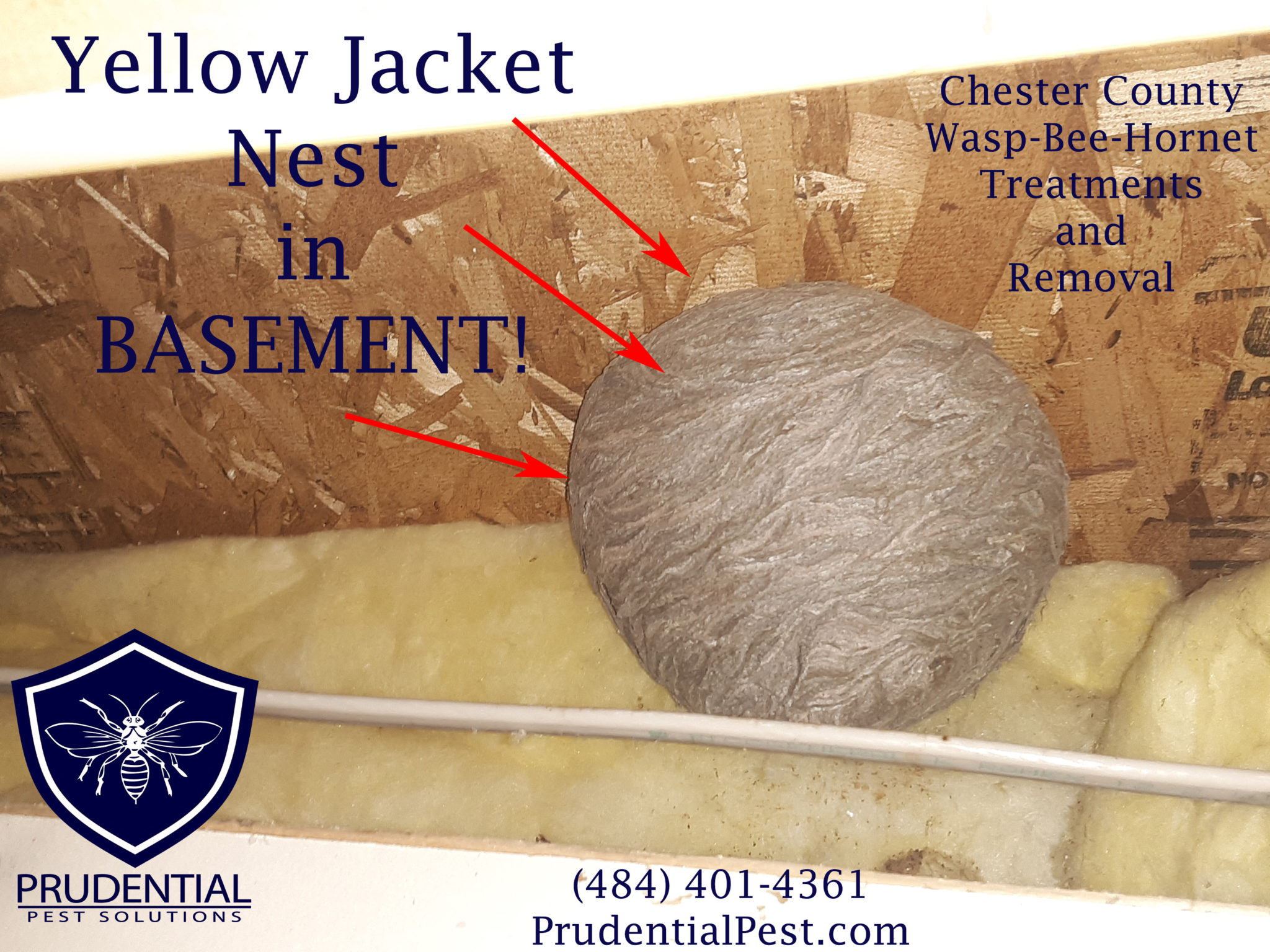 how to safely remove a yellow jacket nest