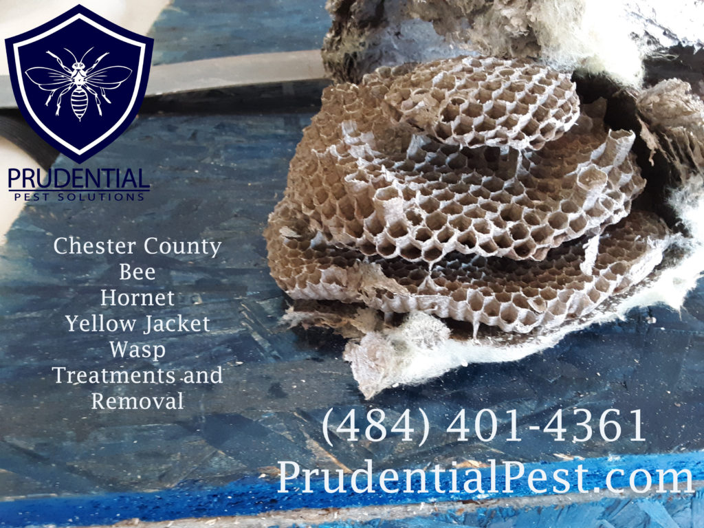 Yellow Jacket Nest in Basement - Prudential Pest Solutions