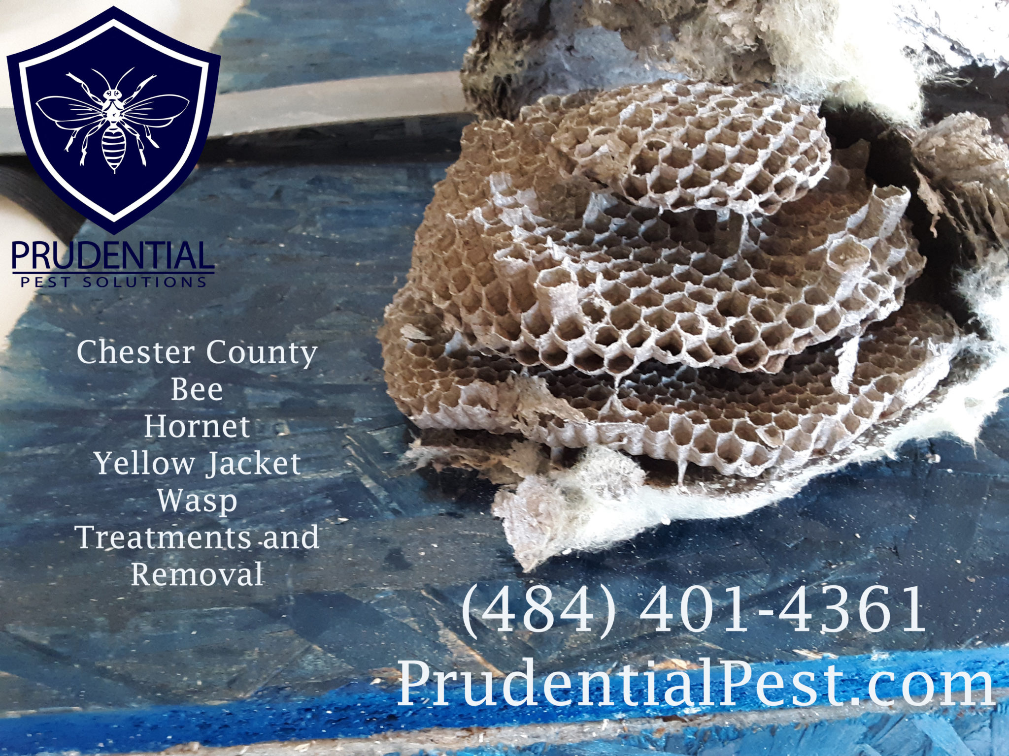 Affordable Yellow Jacket Treatments Prudential Pest Solutions
