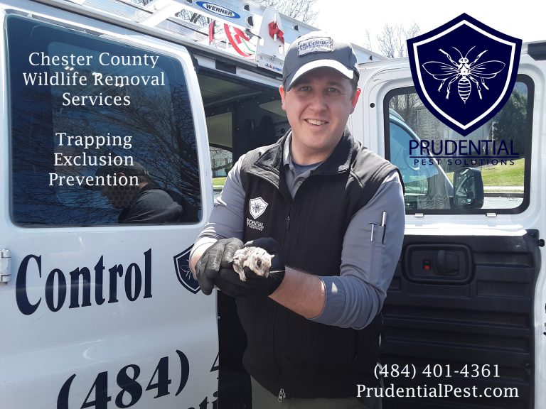 Wildlife Control Chester County Prudential Pest Solutions