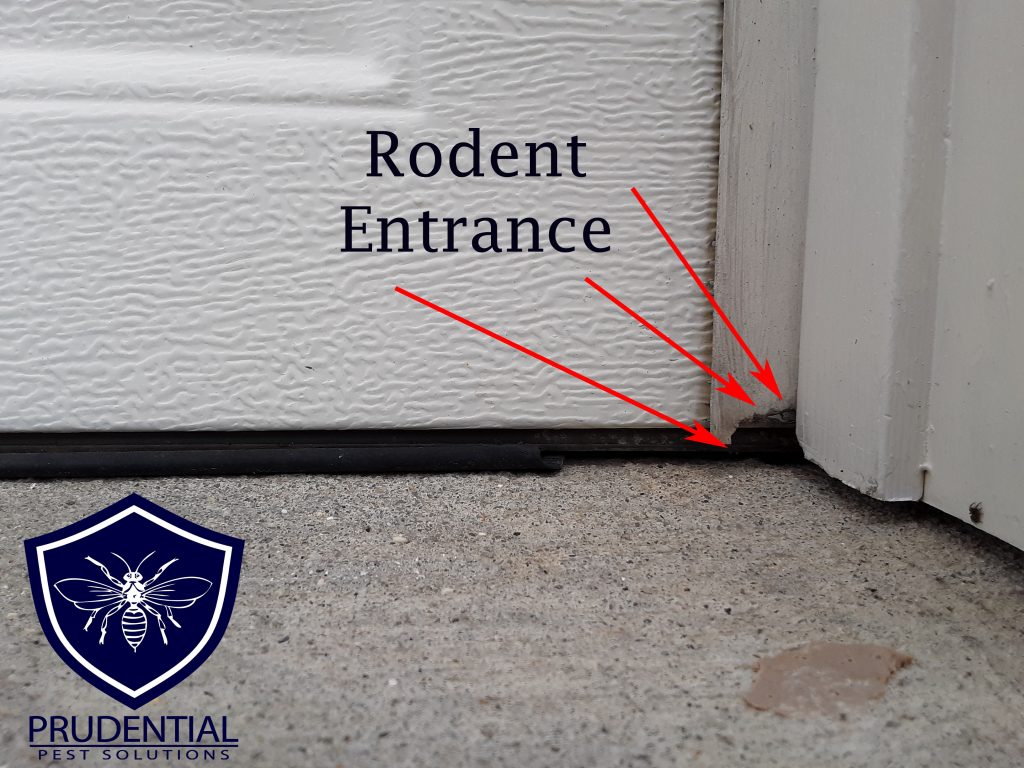Replacing Garage Door Seals To Keep, How To Seal Garage Door Keep Rodents Out
