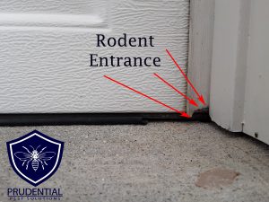 Rodent Proofing Garage