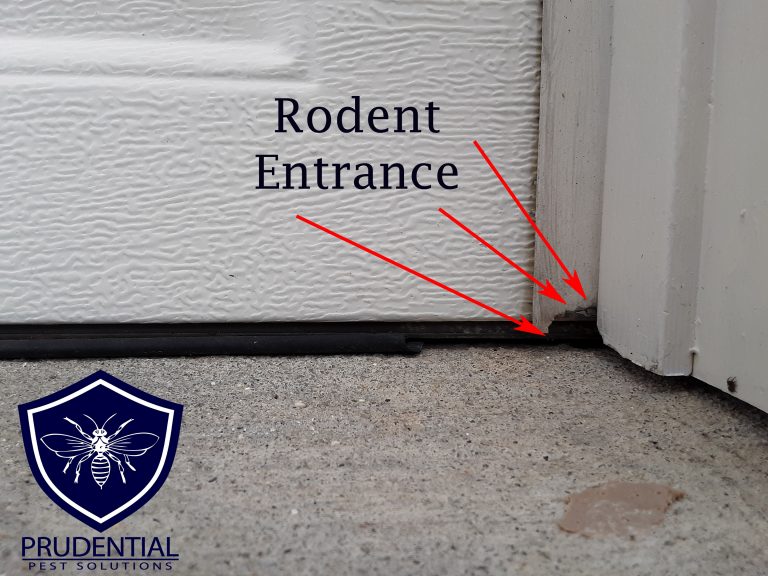 Replacing Garage Door Seals to Keep Pests Out Prudential Pest Solutions