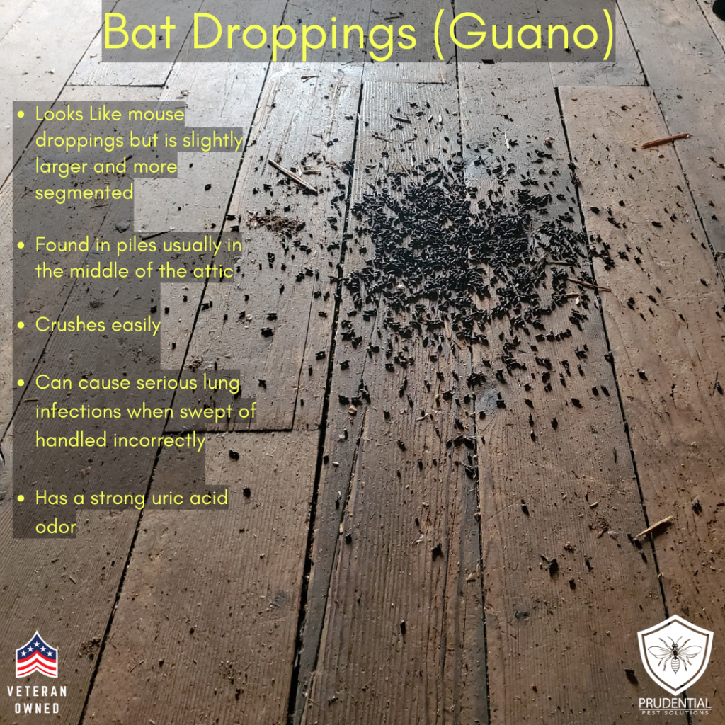 Bat droppings (guano) and the facts about it