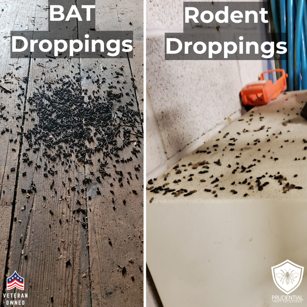 bat droppings on the left side and mouse droppings on the right side showing the visual difference between the two