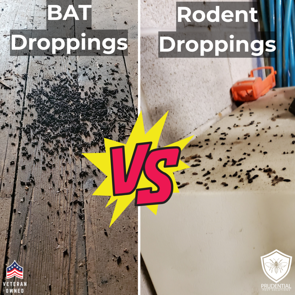 comparative showing what bat droppings (guano) looks like compared to what mouse droppings look like.