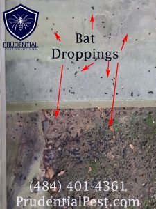 Bat droppings on porch, Downingtown PA