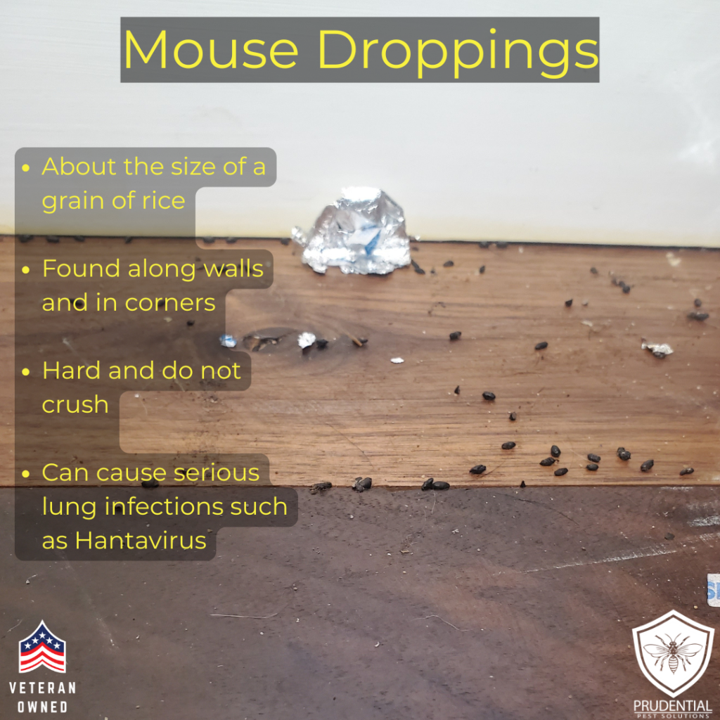mouse droppings and their facts