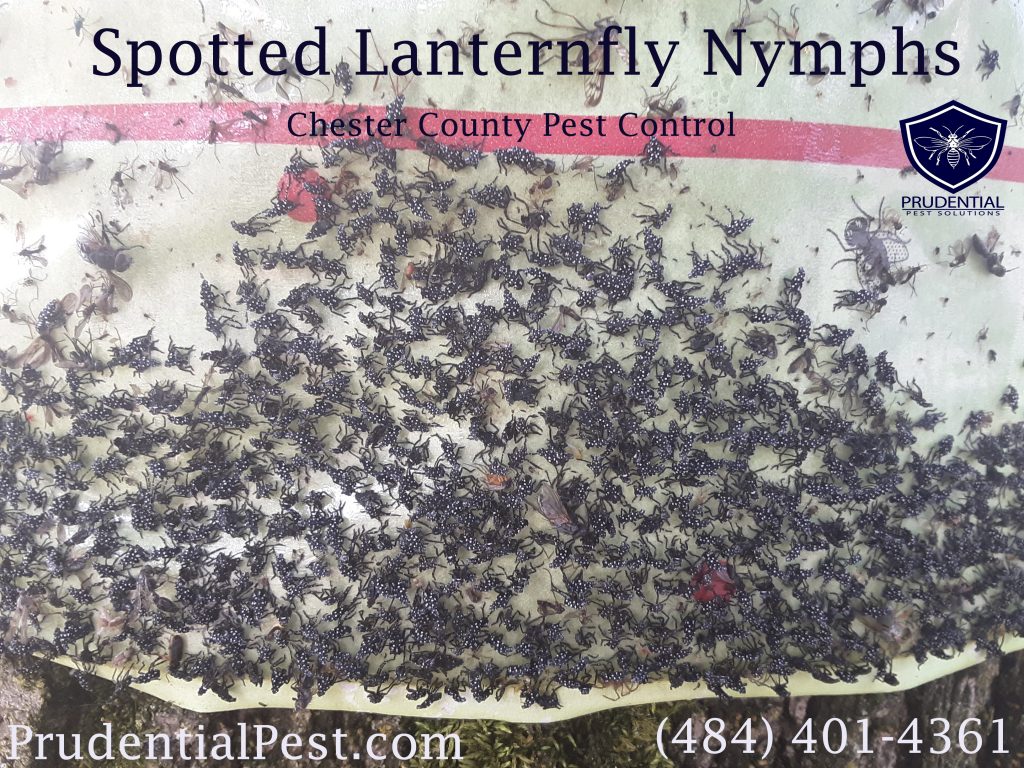 Spotted lanternfly treatments in the spring.  Tree banding for spotted lanternfly. Affordable lanternfly treatments