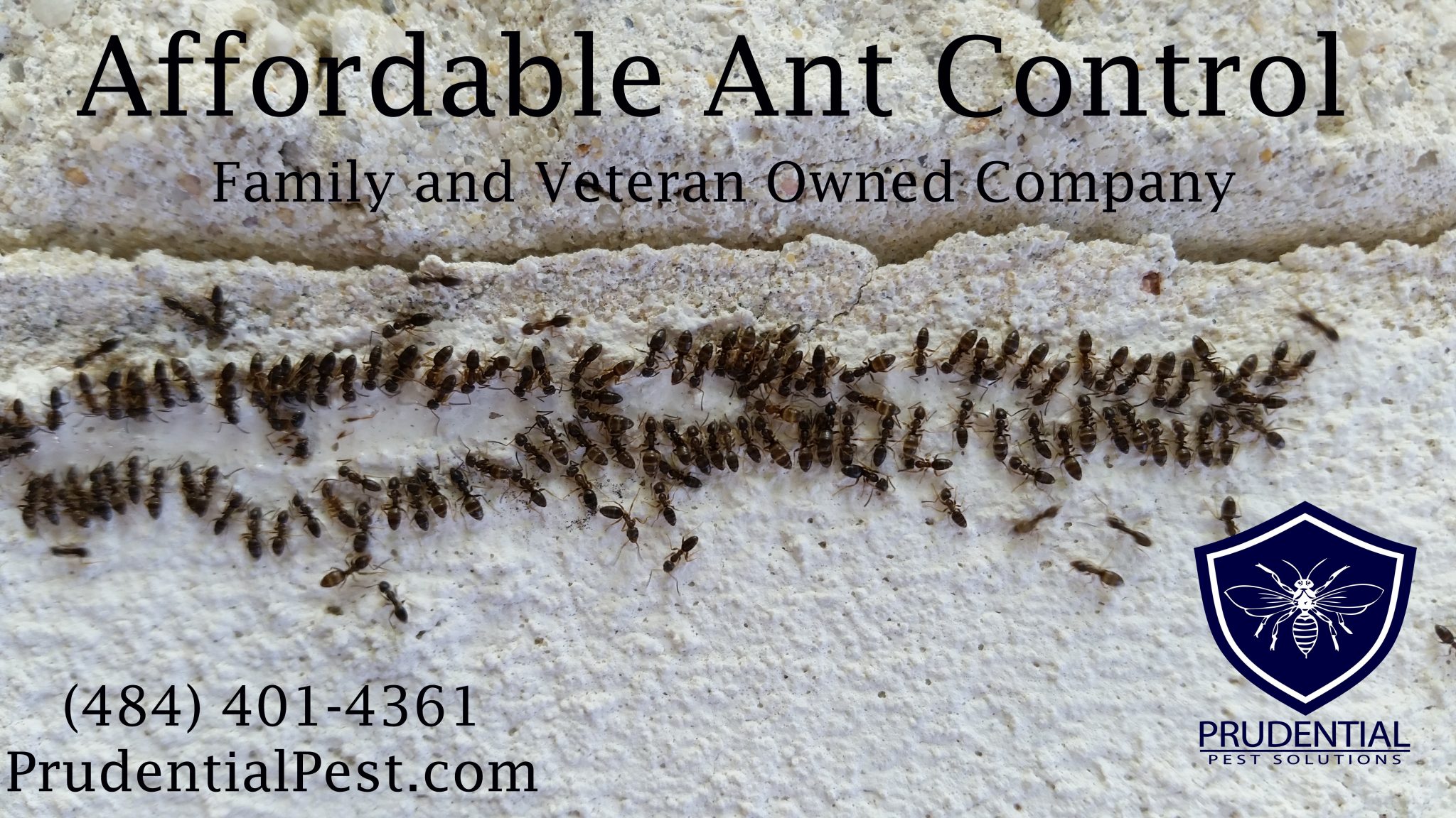 Affordable Ant Control West Chester