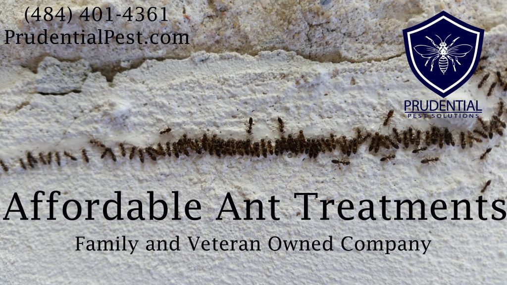 Affordable Ant Treatments West Chester