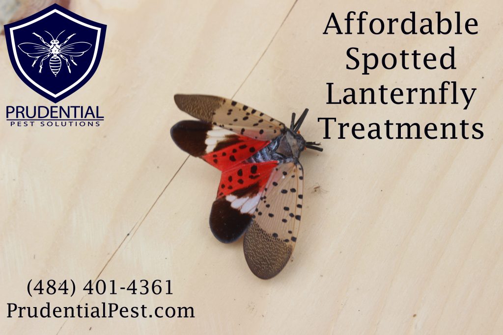 affordable spotted lanternfly treatments