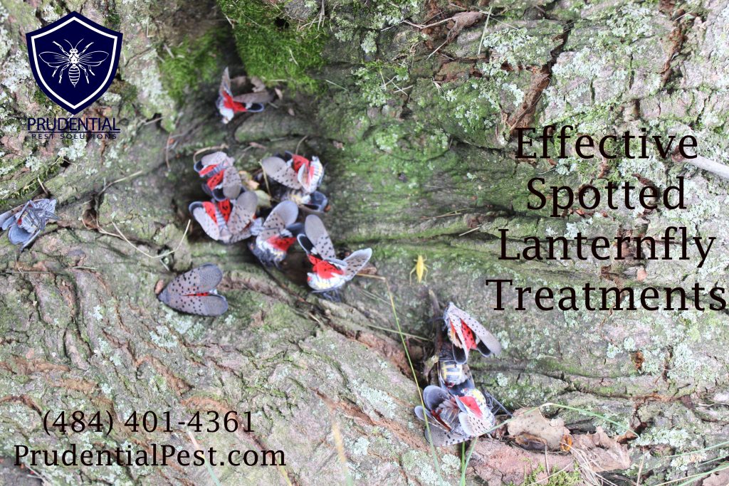 effective spotted lanternfly treatments