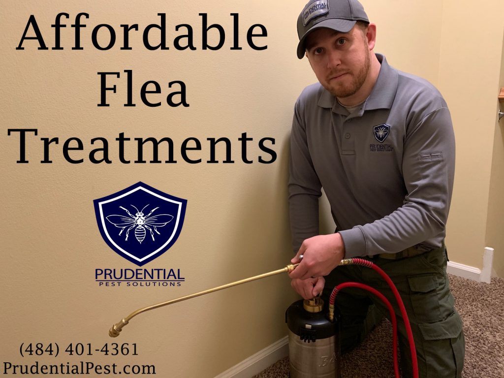 affordable flea treatments