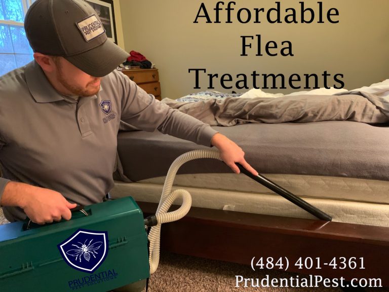 Affordable Flea Treatments for the Home Prudential Pest Solutions