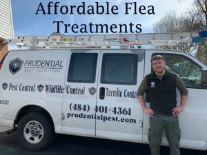 affordable flea control